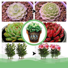 Load image into Gallery viewer, EZGro Plant Fertilizing Sticks