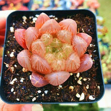 Load image into Gallery viewer, Haworthia Cooperi Seeds (100PCS)