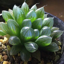 Load image into Gallery viewer, Haworthia Cooperi Seeds (100PCS)