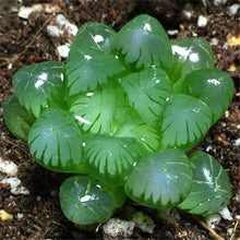 Load image into Gallery viewer, Haworthia Cooperi Seeds (100PCS)