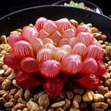 Load image into Gallery viewer, Haworthia Cooperi Seeds (100PCS)
