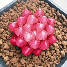 Load image into Gallery viewer, Haworthia Cooperi Seeds (100PCS)
