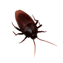 Load image into Gallery viewer, infrared remote control cockroach
